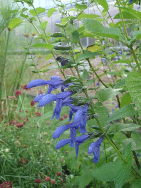 Salvia ianthina fleur